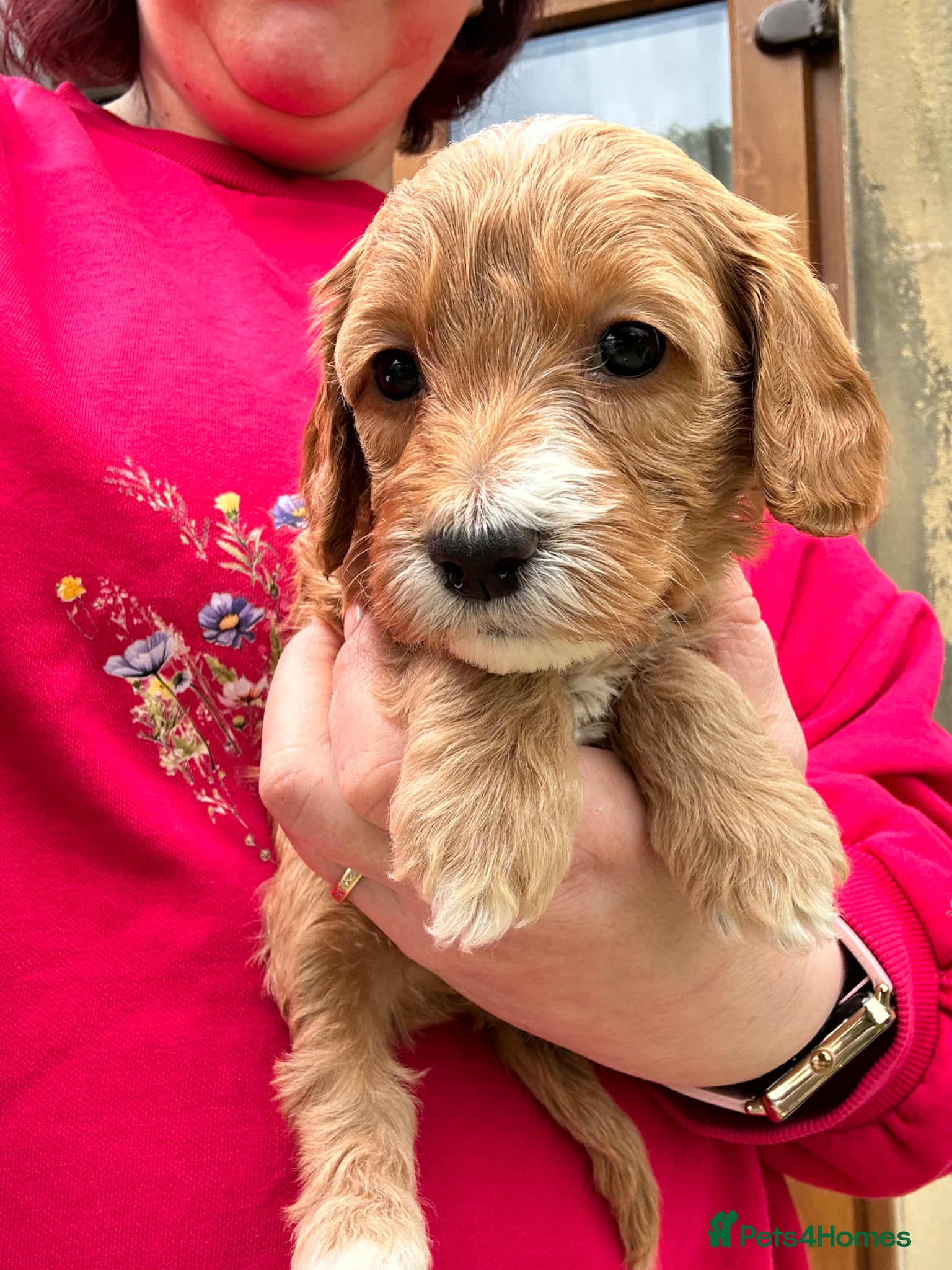 Cockapoo dogs Last litter allert! - Advert 4