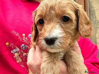 Cockapoo dogs Last litter allert! - Advert 1