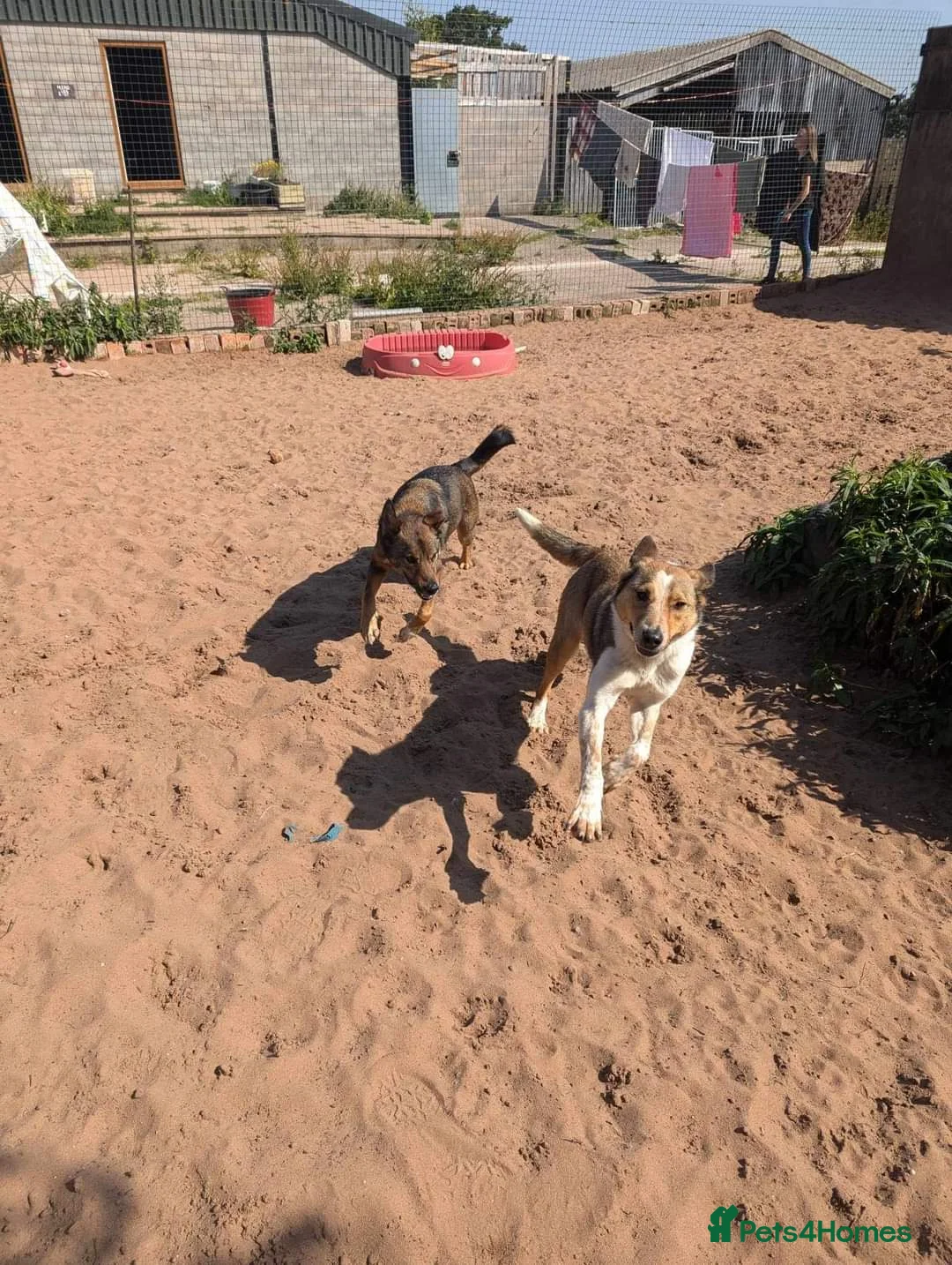 Mixed Breed dogs for adoption: Meet Jiji, currently residing in Cheshire  in Nantwich - Advert 15