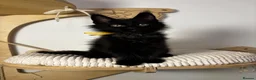 Maine Coon cats for sale: 3 Adorable female maine coon kittens  - Advert 2