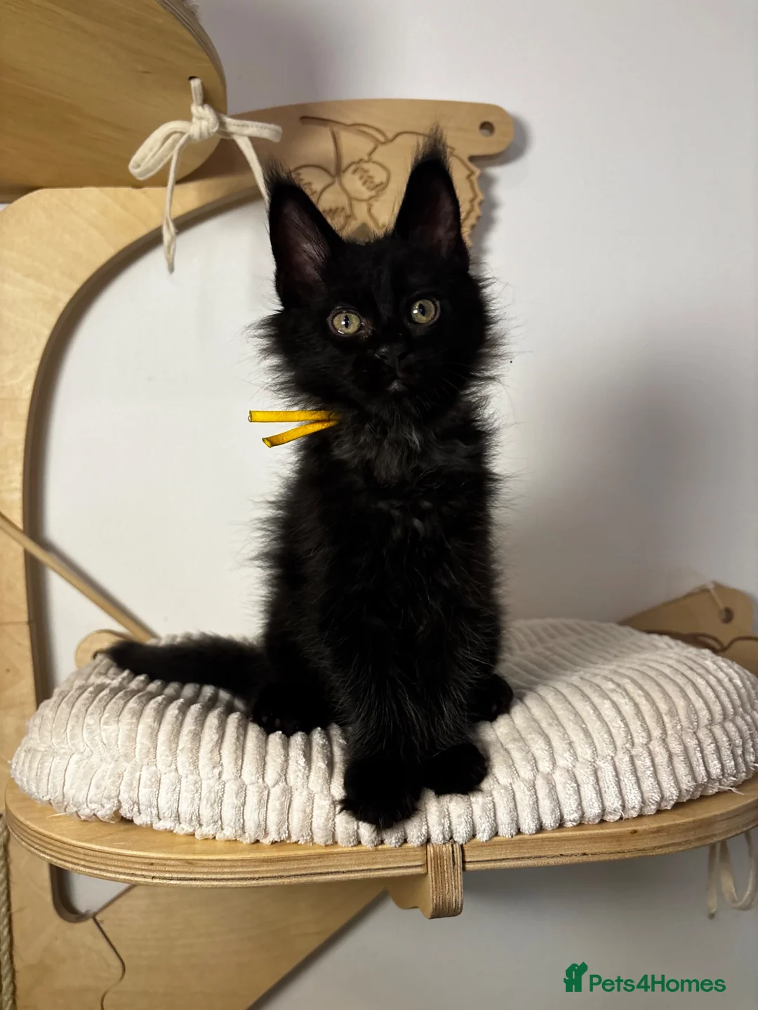 Maine Coon cats for sale: 3 Adorable female maine coon kittens  - Advert 2