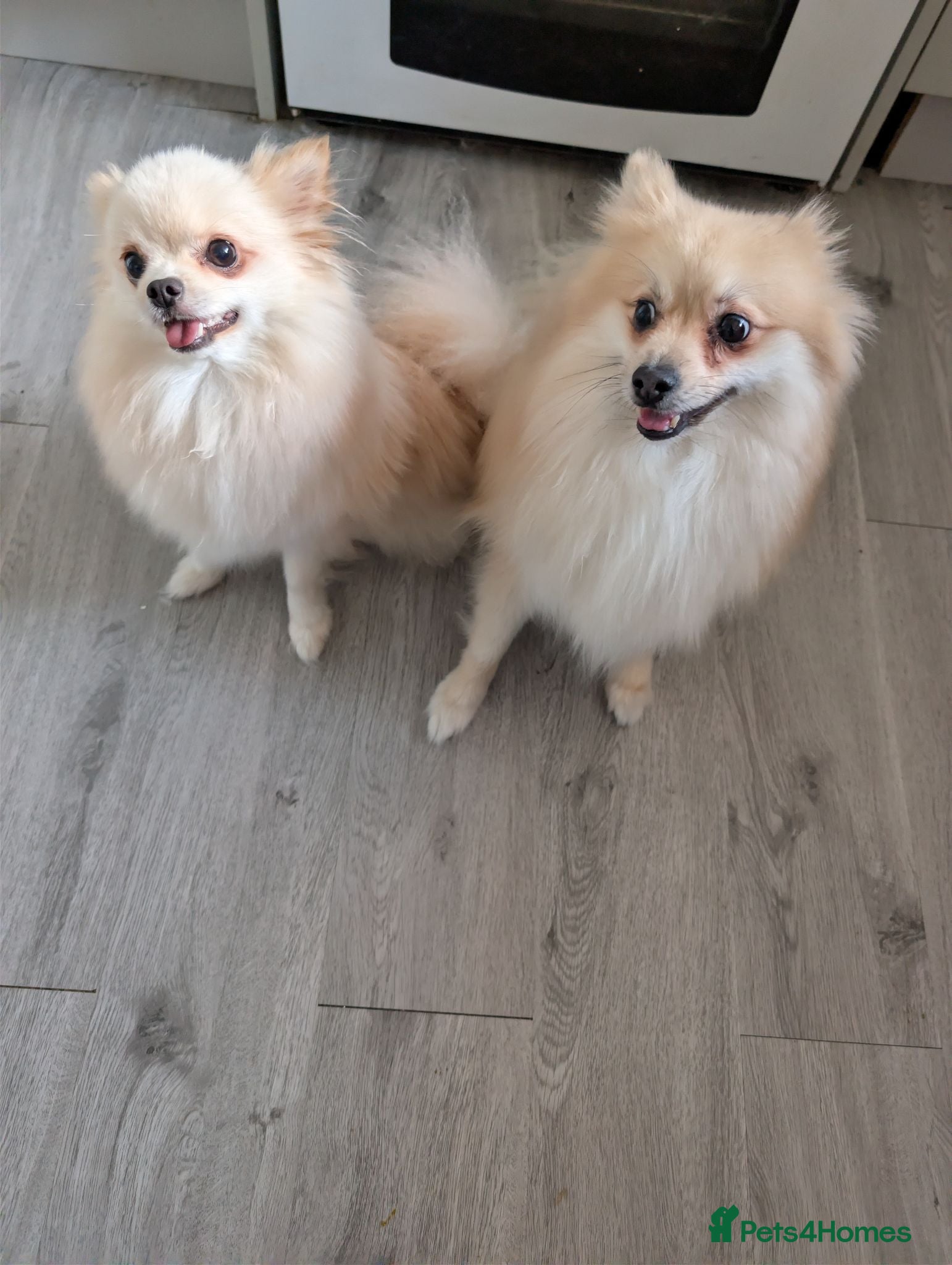 Pomeranian dogs Teddy & Nyla – Must Stay Together - Advert 1