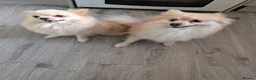 Pomeranian dogs for sale: Teddy & Nyla – Must Stay Together in Folkestone - Advert 1