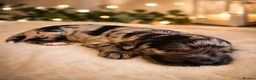 Cockapoo dogs for sale: 5⭐️ BEAUTIFUL TOY COCKAPOO PUPPIES⭐️⭐️  - Advert 5