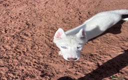 Utonagan dogs for sale: Last 2 Husky (Utonagon) Puppies - READY NOW - Image 22