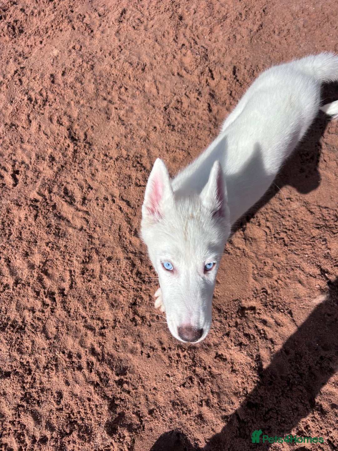 Utonagan dogs for sale: Last 2 Husky (Utonagon) Puppies - READY NOW - Image 22