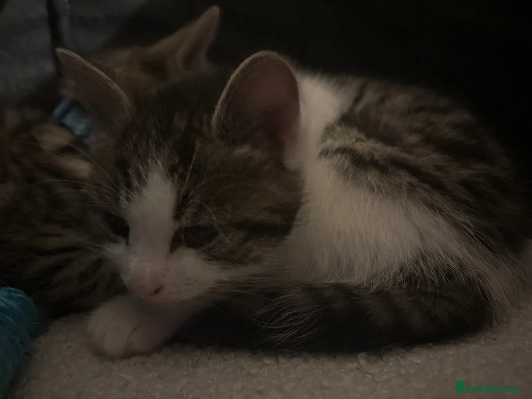 Bengal cats for sale: Bengal X kittens - Advert 2