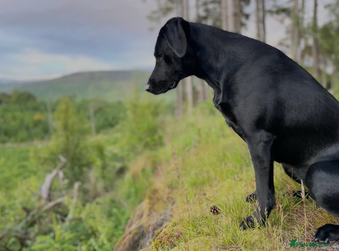 Labrador Retriever dogs for sale: FtCh Fendawood Pioneer x Inka Squamscott (Imp US) - Advert 1