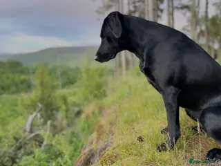 Labrador Retriever dogs FtCh Fendawood Pioneer x Inka Squamscott (Imp US) - Advert 12