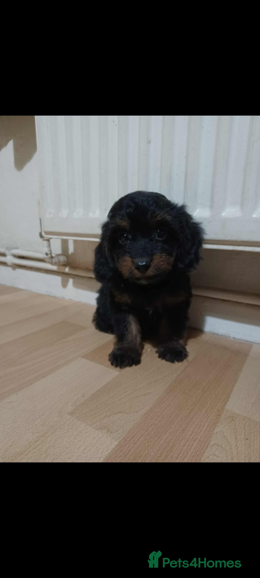 Cockapoo dogs for sale: Beutifull cockapoos  - Image 11