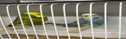 Budgerigars birds for sale: Selection of budgies available  - Advert 16
