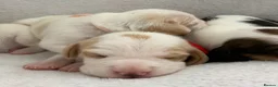 Beagle dogs for sale: Health Tested & Kennel Club Registered Beagle Pups - Advert 13