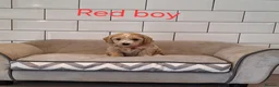 Cavachon dogs for sale: Beautiful Cavapoochons puppies - Advert 8