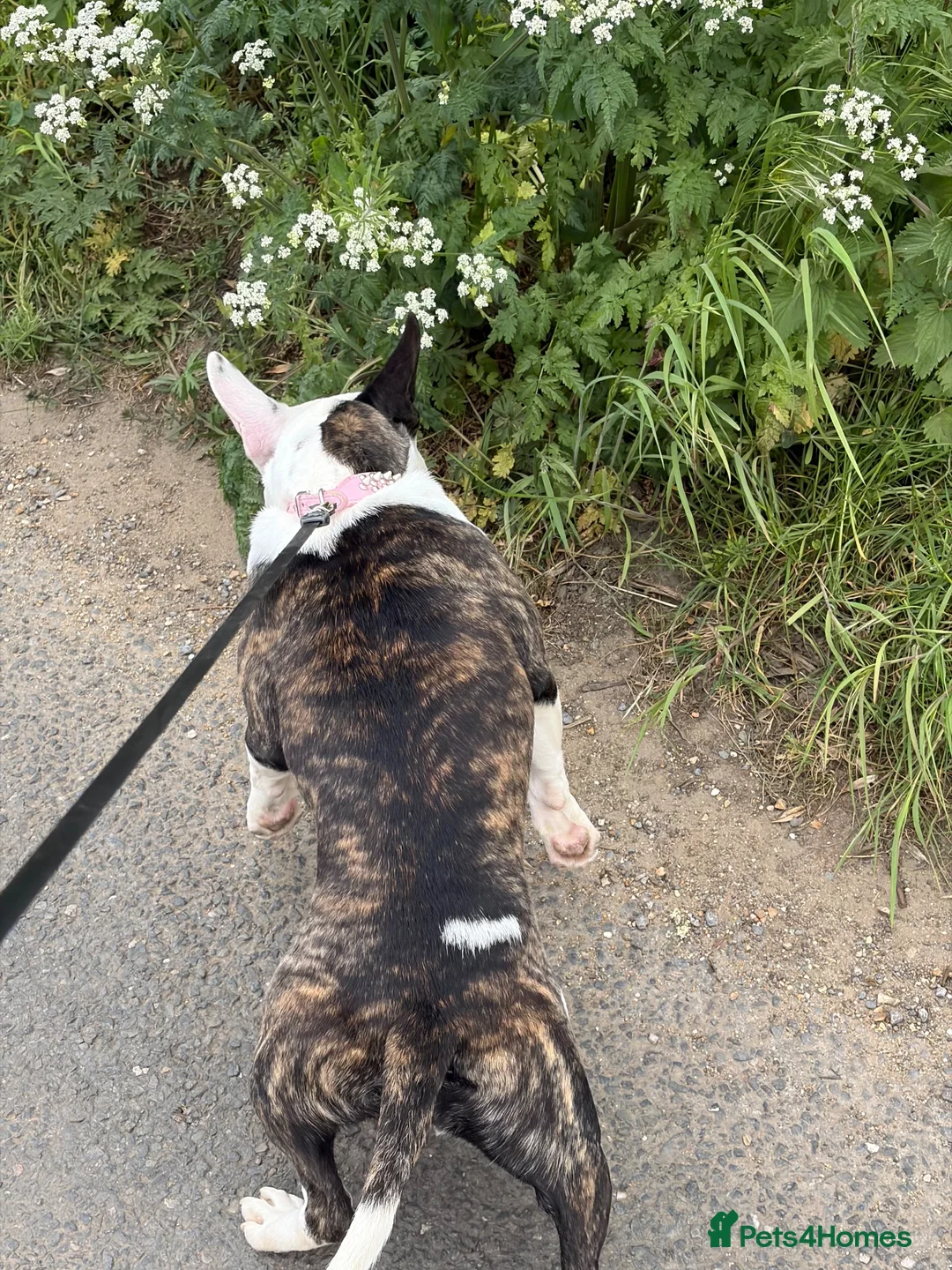 Mixed Breed dogs for sale: Staffy x frenchie  - Advert 2
