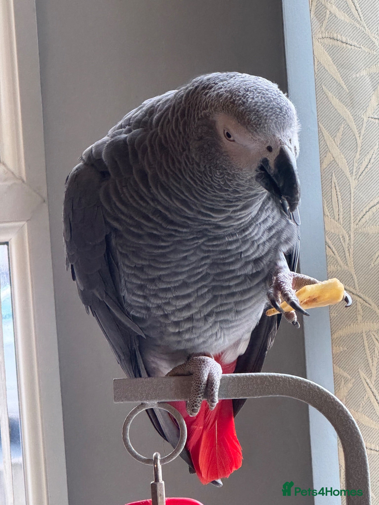 Parrots birds Reggie African Grey  - Advert 5