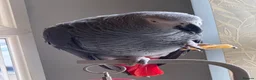 Parrots birds for sale: Reggie African Grey  in Crewe - Advert 1