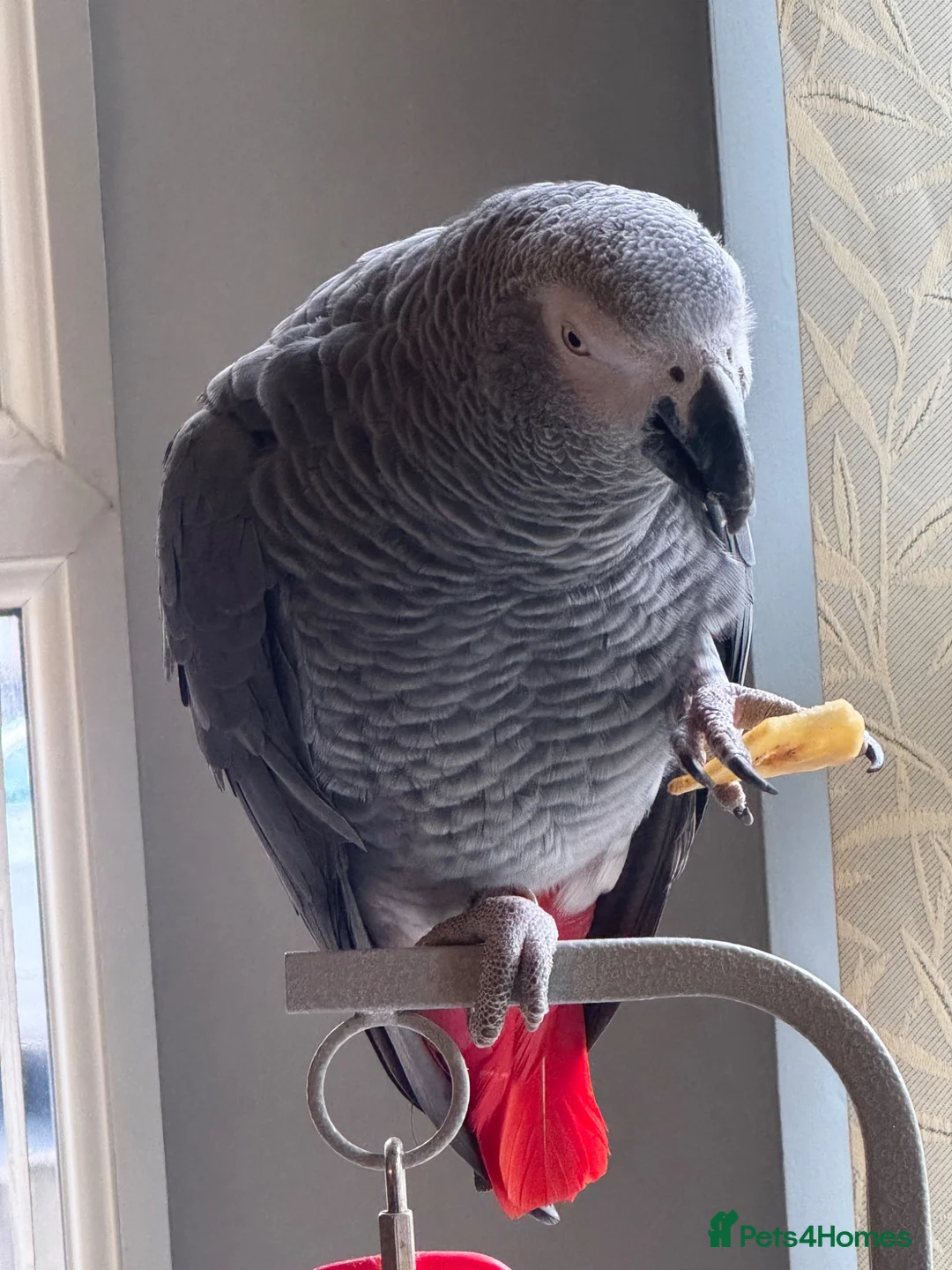 Parrots birds for sale: Reggie African Grey  in Crewe - Advert 1