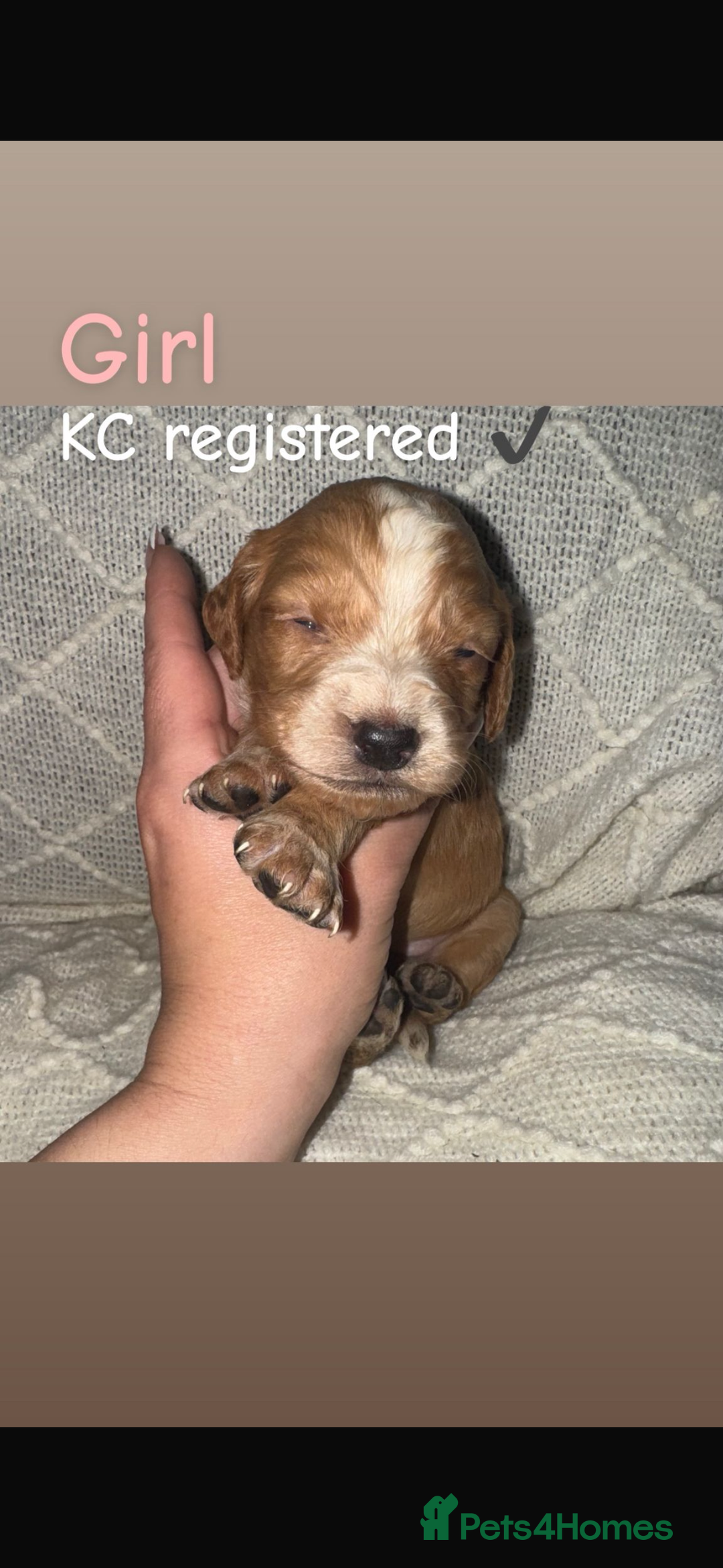 Cocker Spaniel dogs for sale: Cocker spaniels  - Image 14