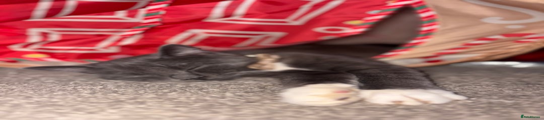 British Shorthair Kitten 3