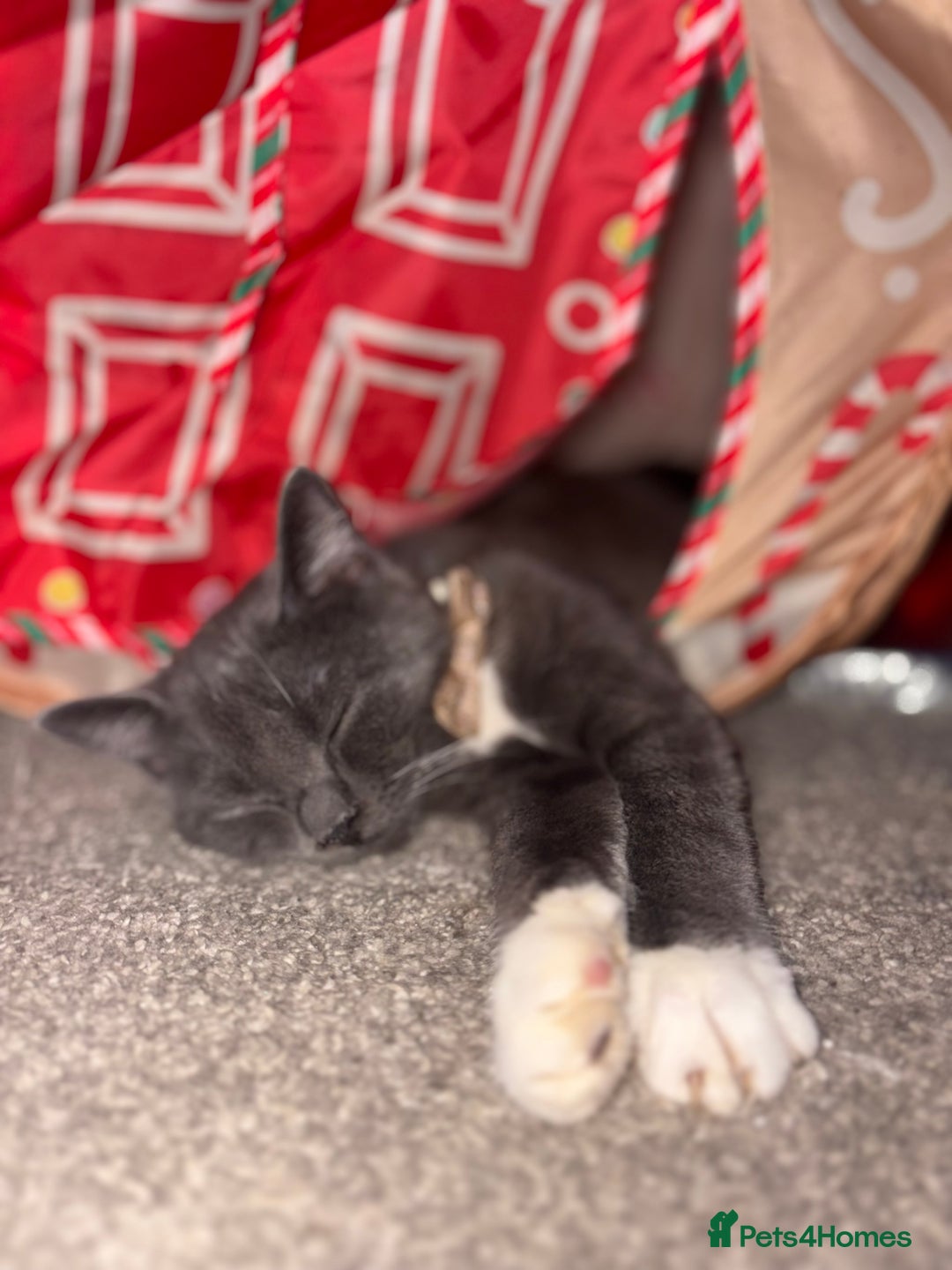 British Shorthair cats for sale: Half British Shorthaired Stunning Females - Image 4