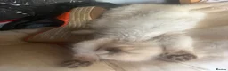 Ragdoll cats for sale: Beautiful fluffy ragdoll kittens - Advert 9