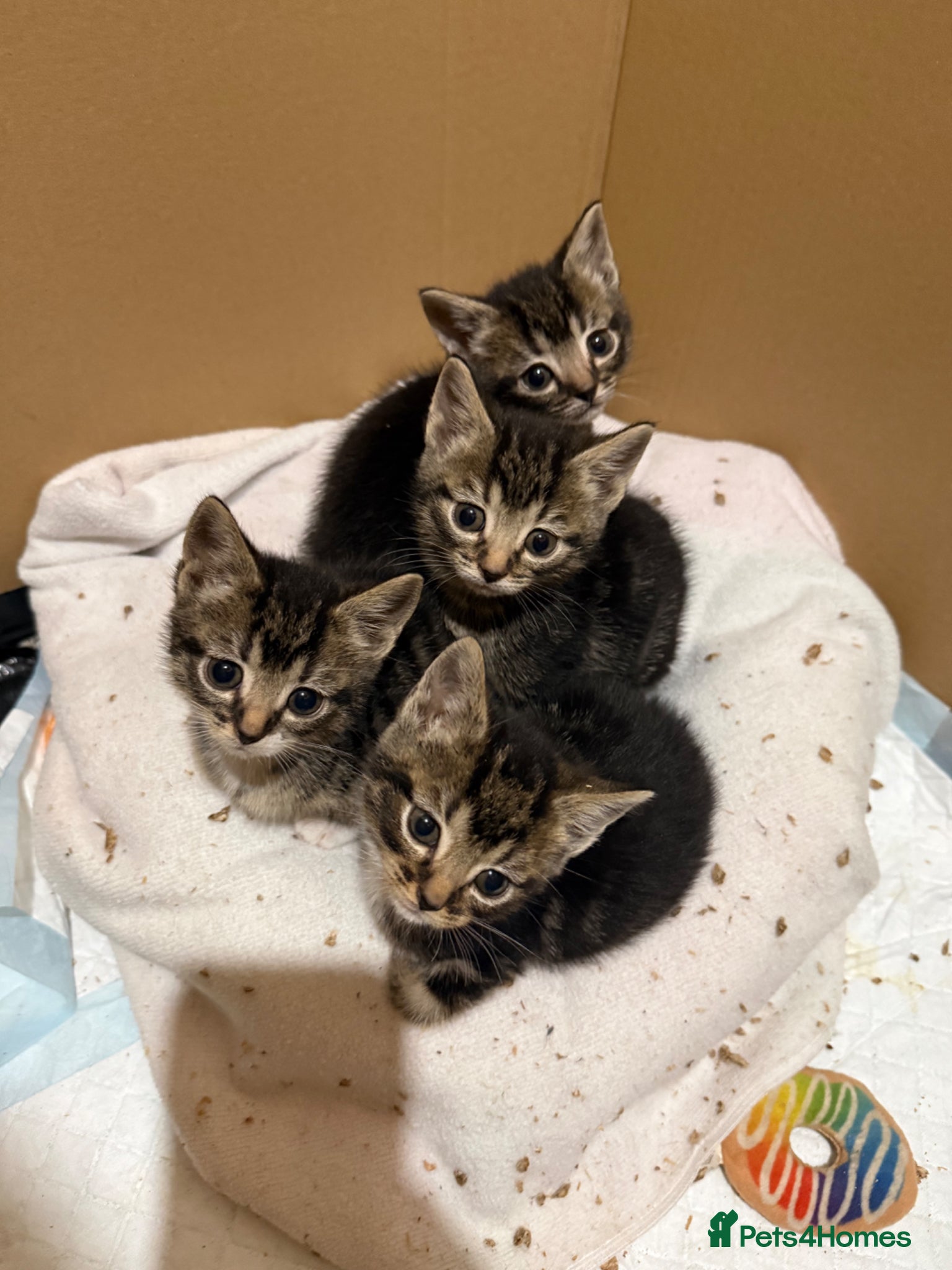 Domestic Shorthair cats Kittens for sale  - Advert 1