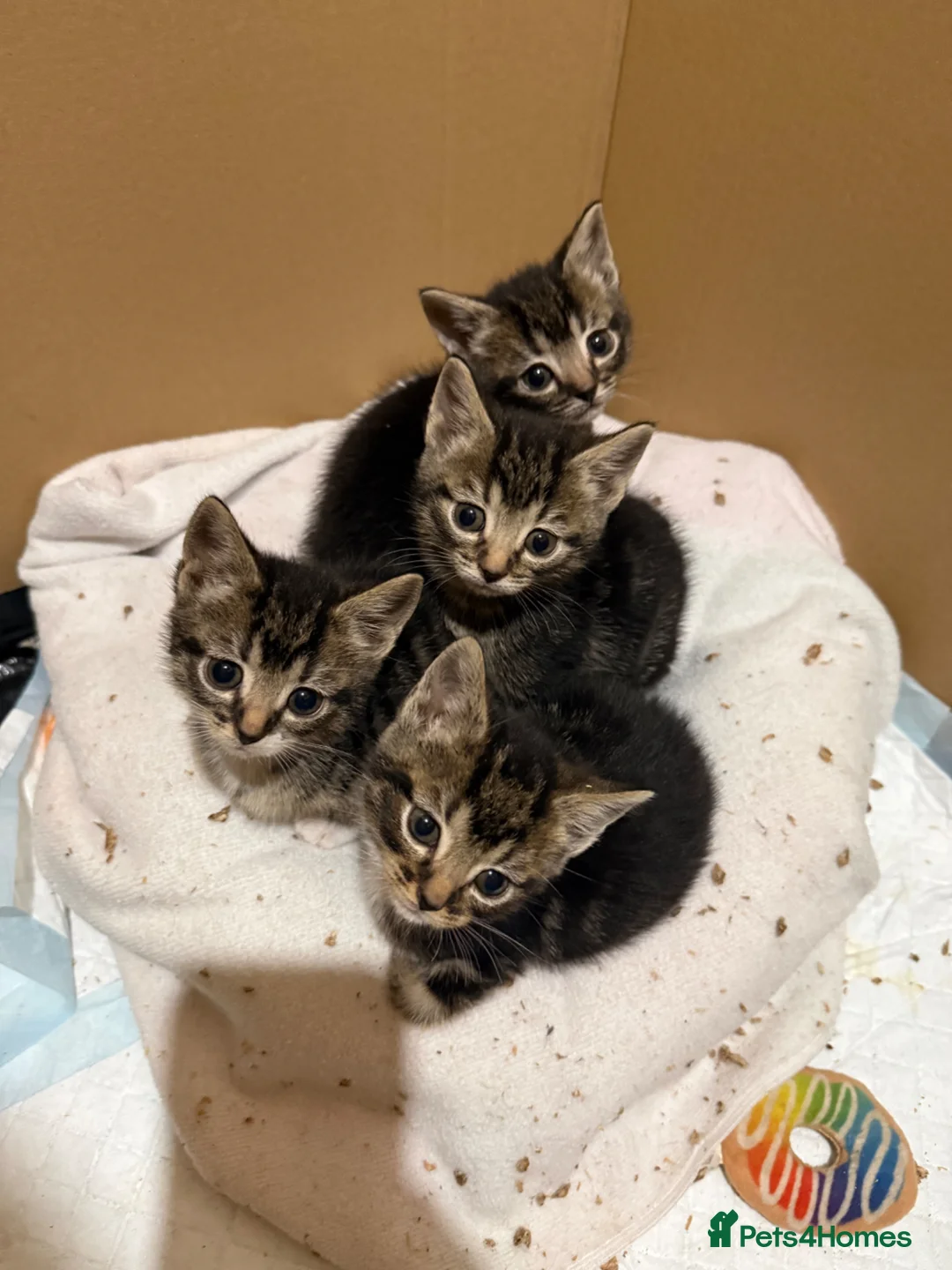 Domestic Shorthair cats for sale: Kittens for sale  - Advert 1
