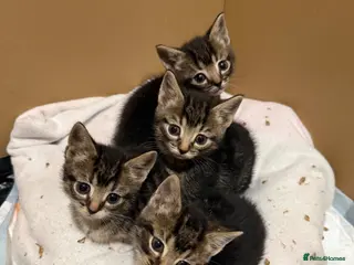 Domestic Shorthair cats Kittens for sale - Advert 6