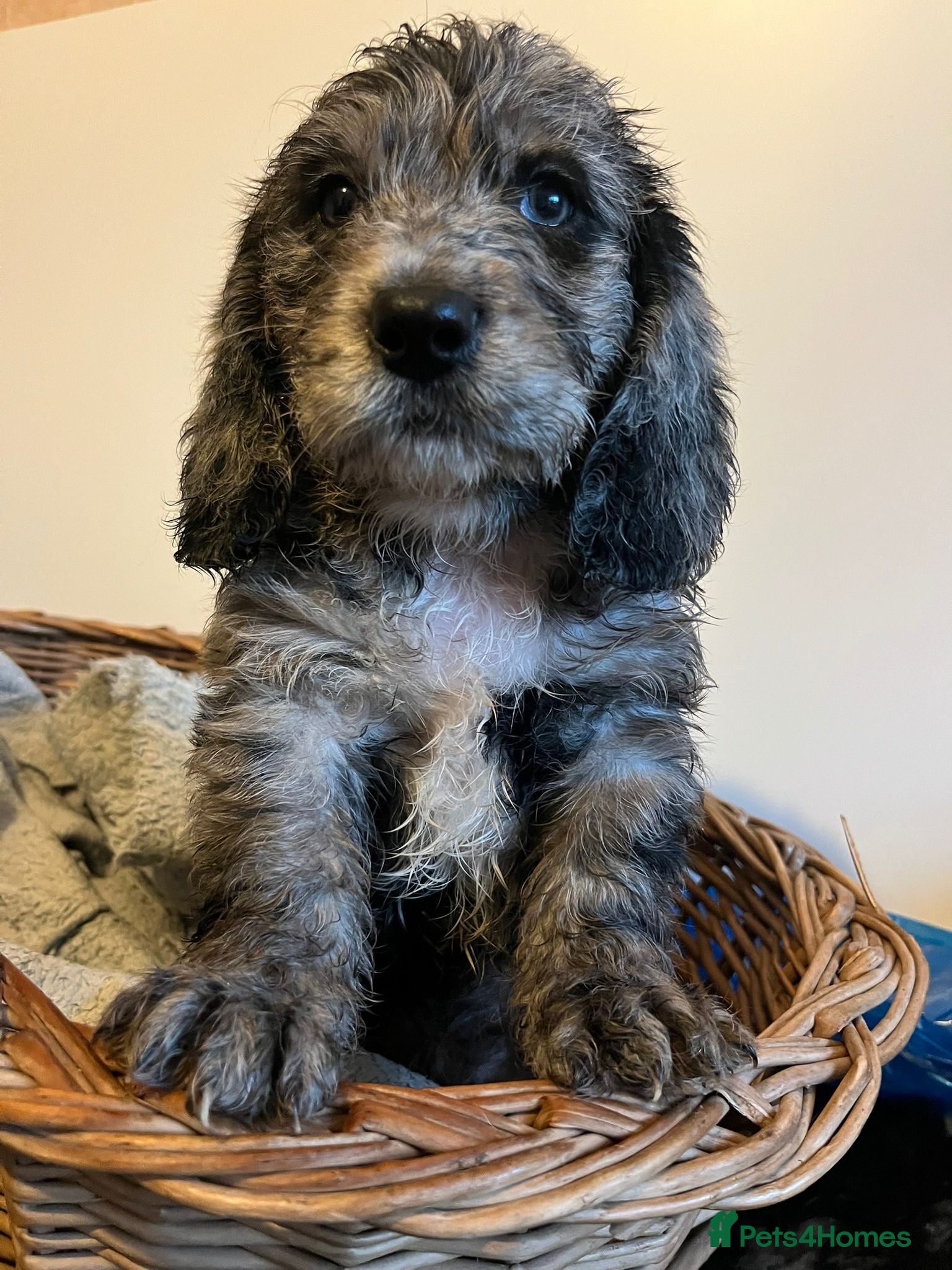 Mixed Breed dogs Beautiful bassoodle pups - Advert 3