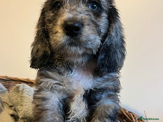 Mixed Breed dogs Beautiful bassoodle pups - Advert 3