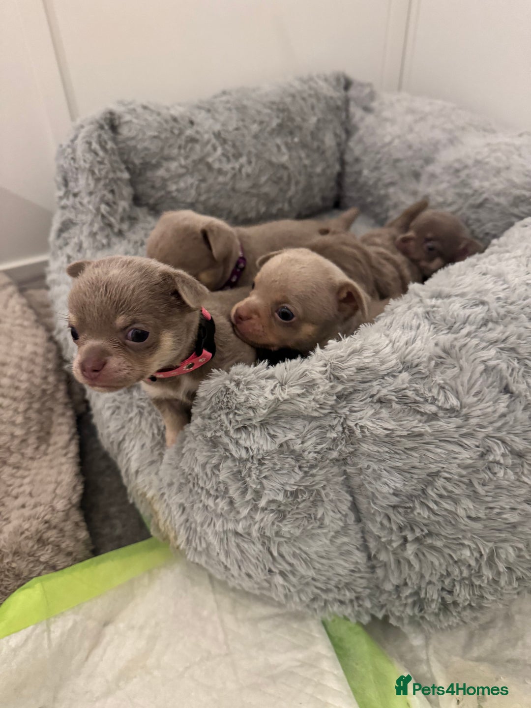Chihuahua dogs for sale: 7 Amazing Beautiful Chihuahua’s  - Advert 3