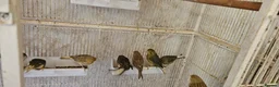 Canaries birds for sale: Mixed green gloster canaries for sale  - Advert 7