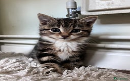 Bengal cats for sale: Bengal X kittens - Image 4