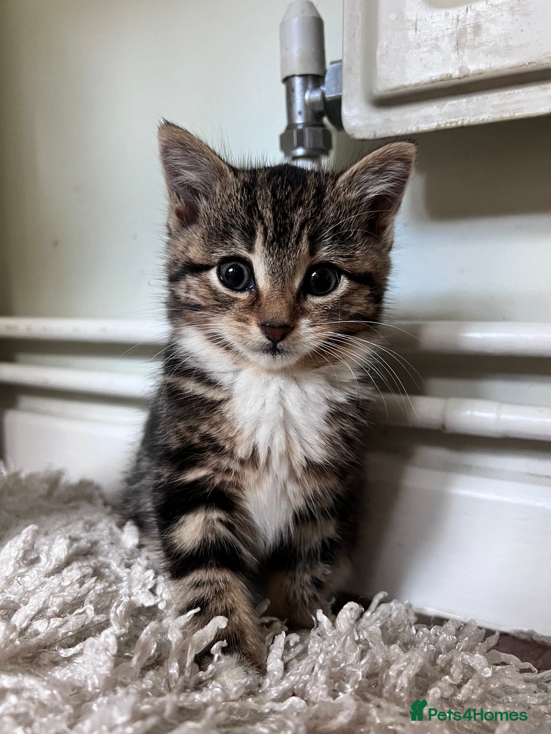 Bengal cats for sale: Bengal X kittens - Image 4