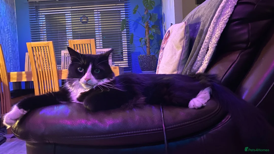 British Longhair cats for sale:  looking for a new safe loving home.  - Advert 1