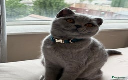 British Shorthair cats for sale: BSH GCCF Kitten for sale  - Image 2