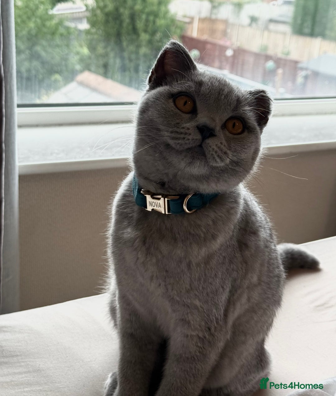 British Shorthair cats for sale: BSH GCCF Kitten for sale  - Image 2