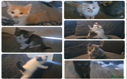 Mixed Breed cats for sale: 7 gorgeous kittens READY NOW - Image 6