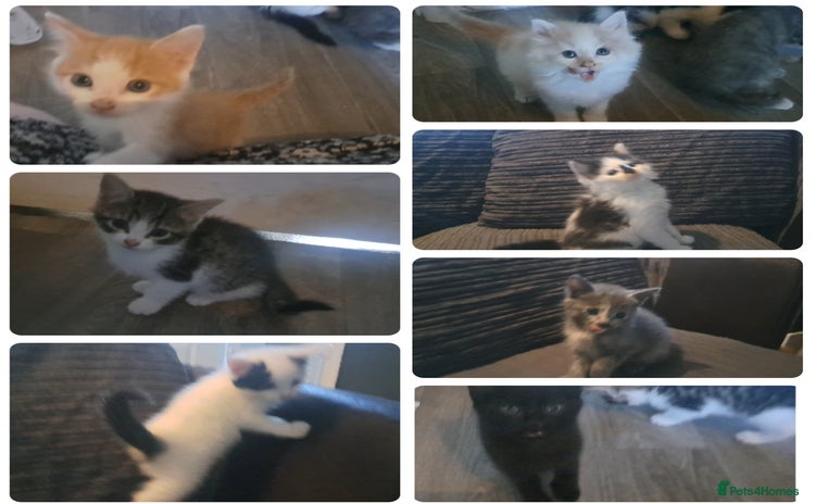 Mixed Breed cats - Advert 5