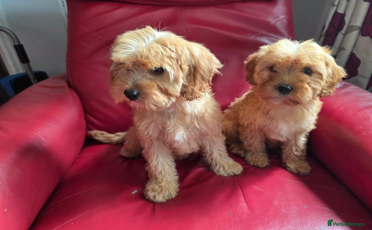 Cavapoo dogs in Knutsford - Advert 14