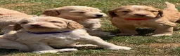 Cockapoo dogs for sale: STUNNING F1 COCKAPOOS  - Advert 23