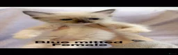 Ragdoll cats for sale: Beautiful Ragdolls  - Advert 5