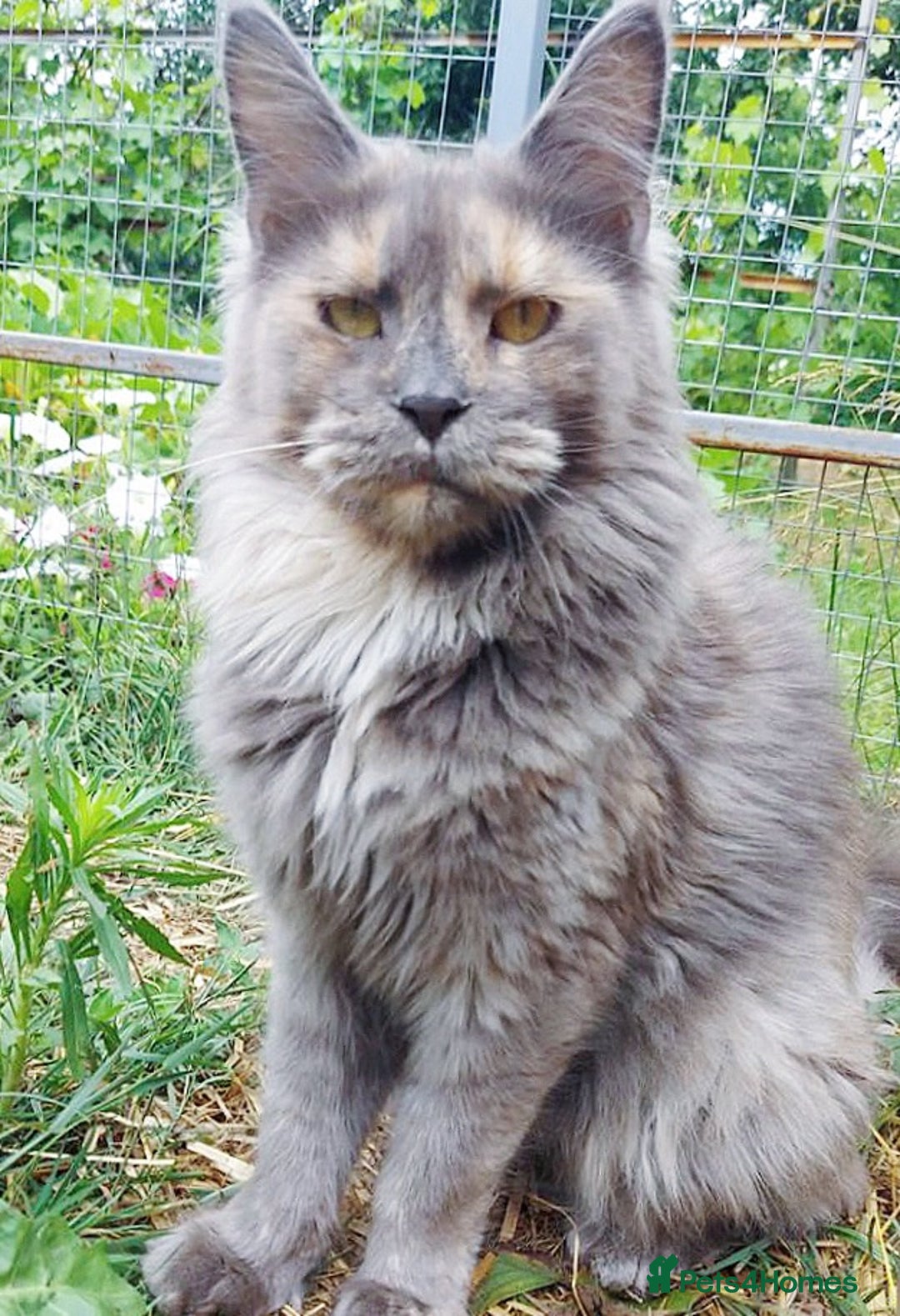 Maine Coon cats for sale: Beautiful big cream boys - Image 8