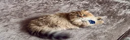 Scottish Fold cats for sale: Long haired Scottish Fold - Advert 1