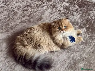 Scottish Fold cats Long haired Scottish Fold - Advert 5