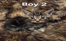Mixed Breed cats for sale: 5 Adorable Kittens Ready for New Homes! - Image 4