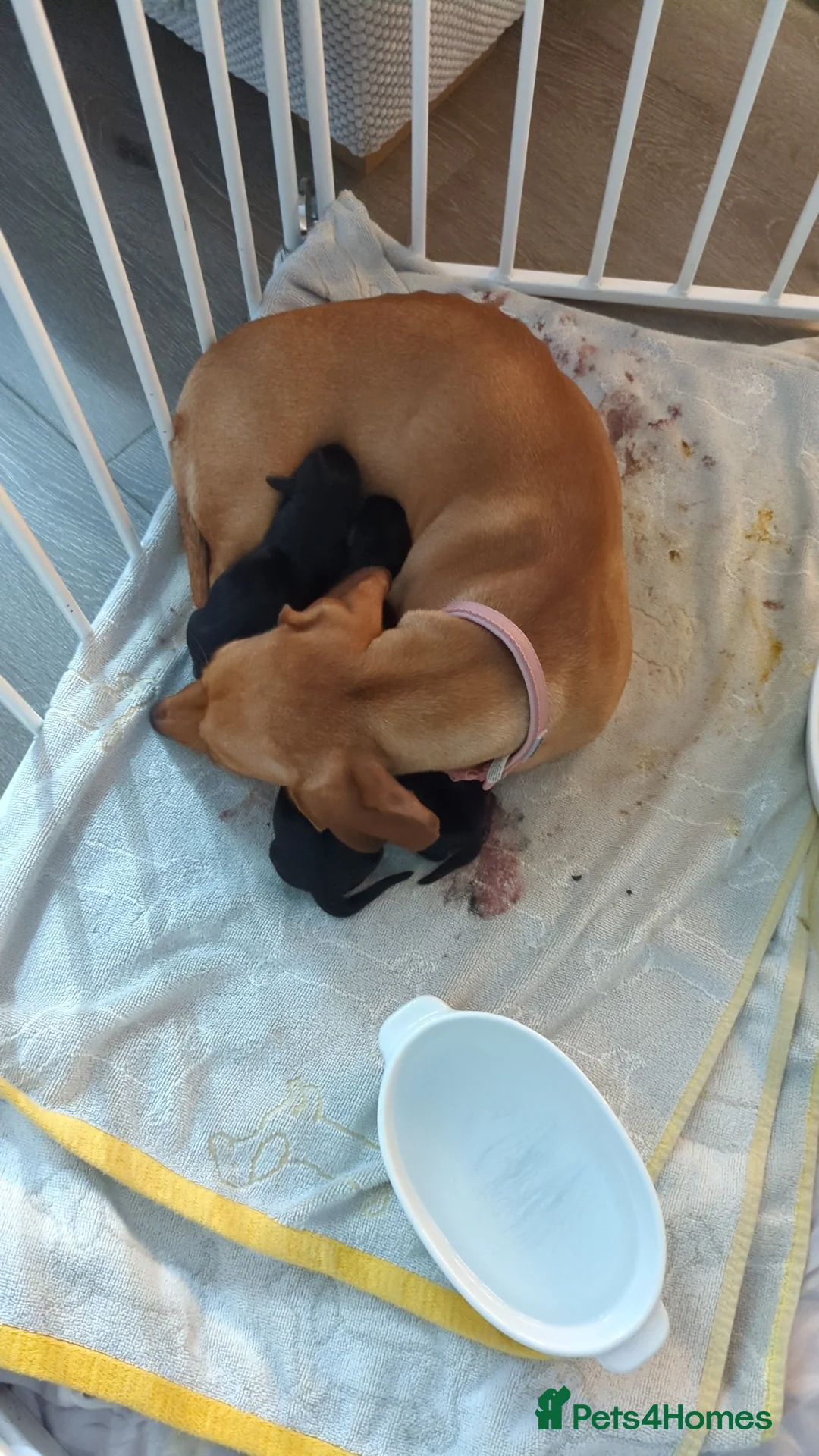 Miniature Dachshund dogs for sale: Miniature Dachshund  - Advert 2