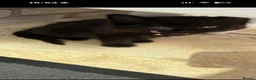British Shorthair cats for sale: 2 female black kittens  in Bristol - Advert 9