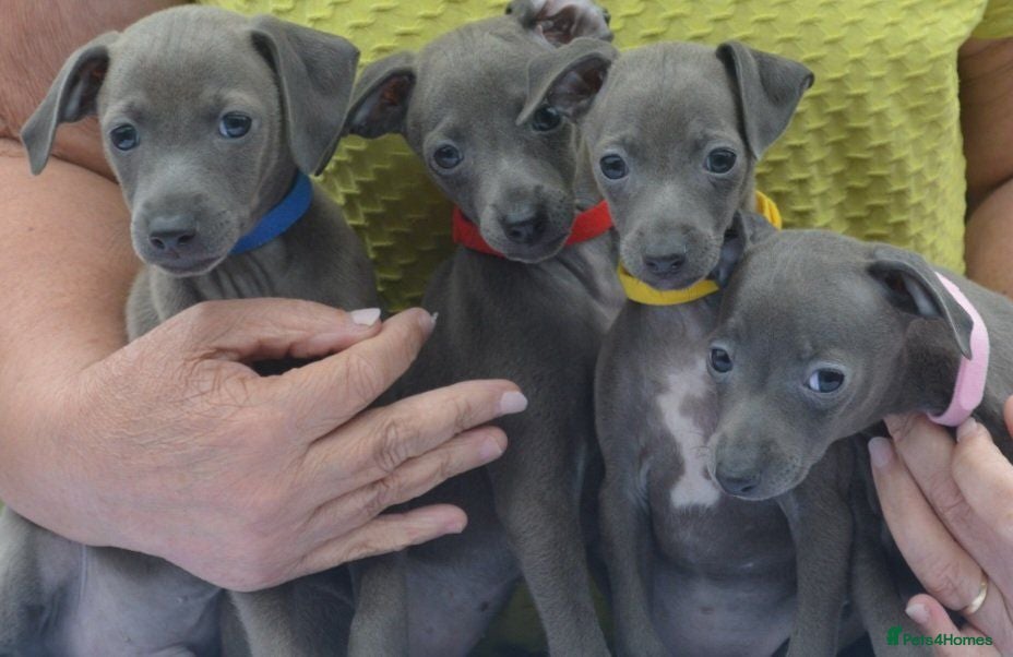 Italian Greyhound dogs KC reg Blue Italian greyhound puppys - Advert 2
