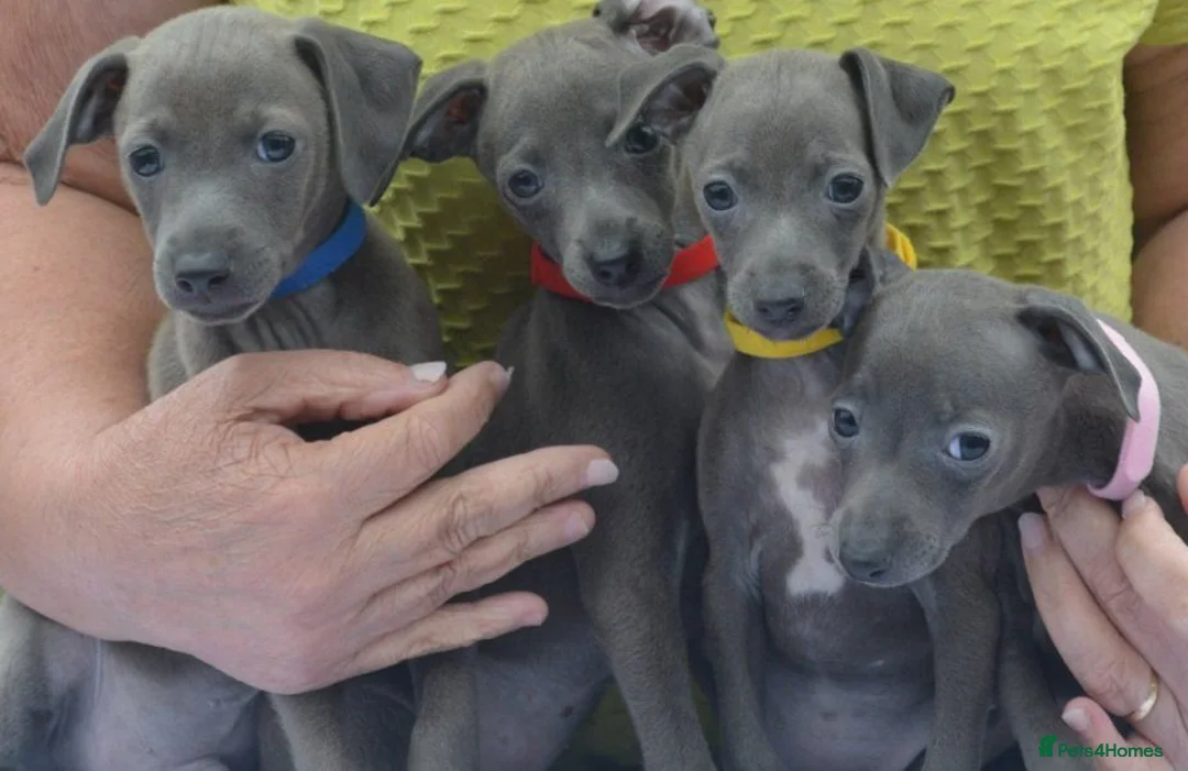 Italian Greyhound dogs for sale: KC reg Blue Italian greyhound puppys - Advert 21